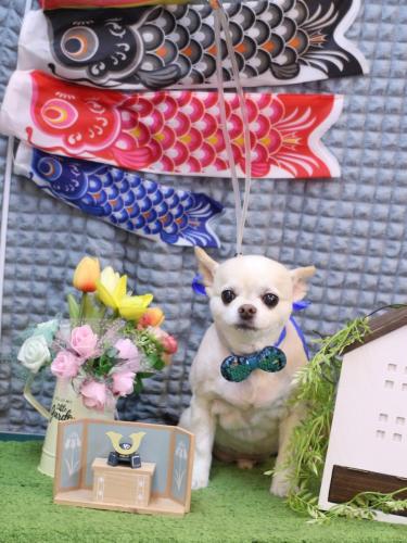 20230517ソックスくん